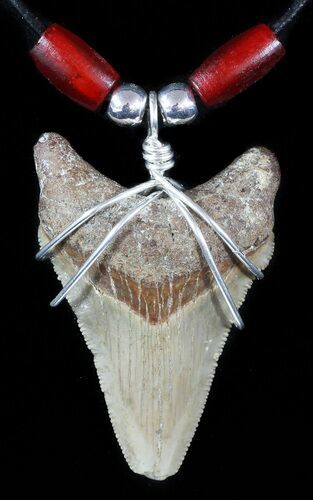Fossil Angustiden Tooth Necklace - Megalodon Ancestor #47543